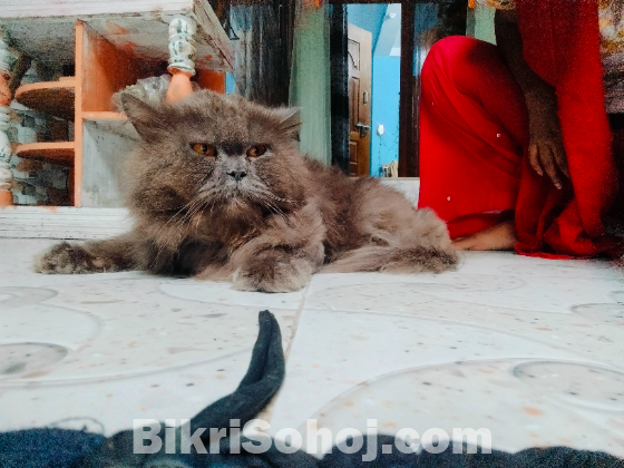 Persian male cat